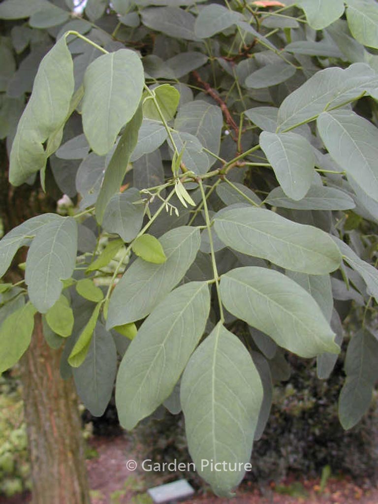 Robinia pseudoacacia 'Unifoliola' - Afbeelding 3