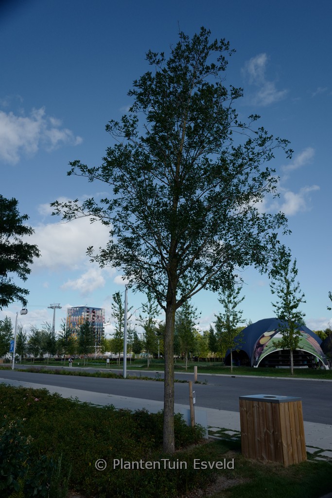 Robinia pseudoacacia 'Unifoliola'