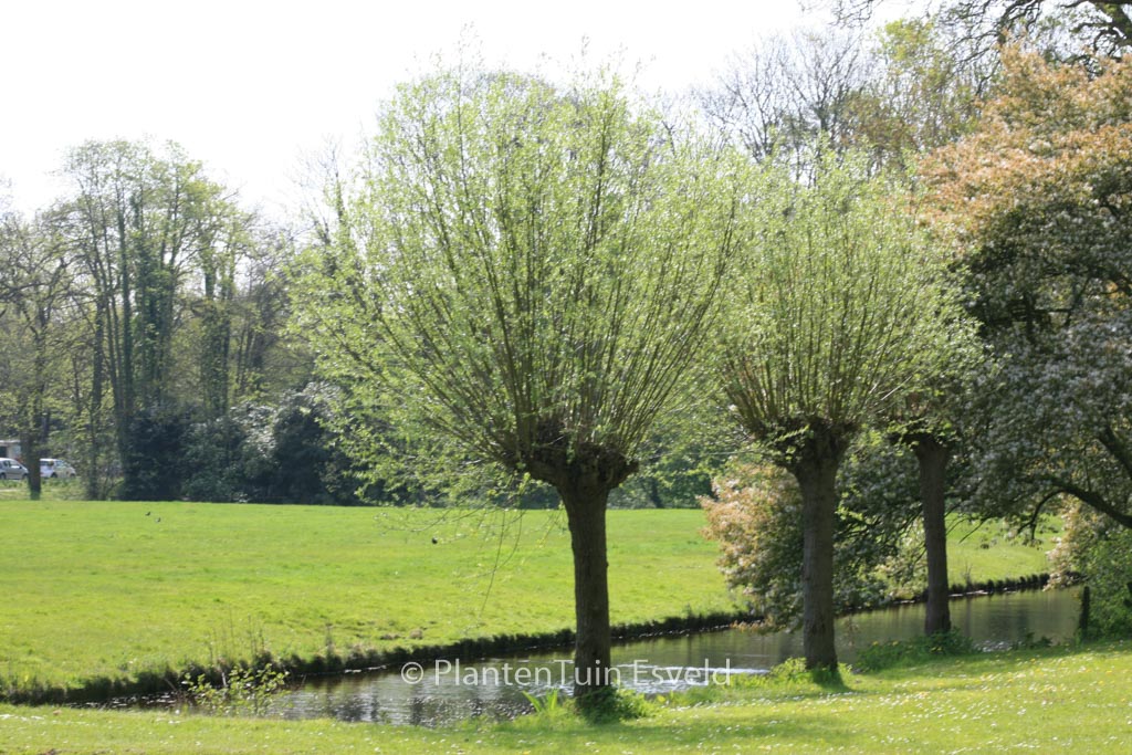 Salix alba