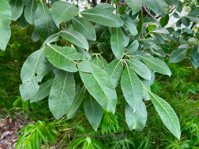 Salix caprea
