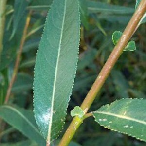 Salix pentandra