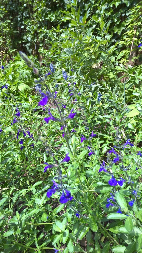 Salvia greggii 'Blue Note'
