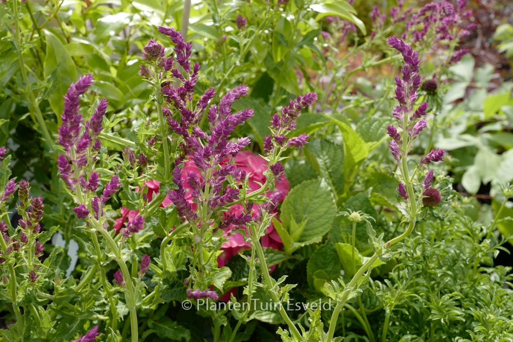 Salvia nemorosa 'Schwellenburg'