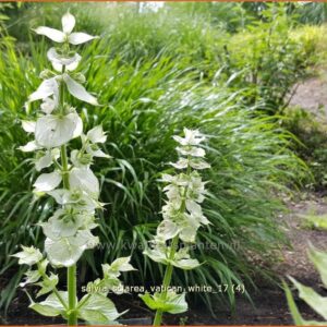 Salvia sclarea 'Vatican White'