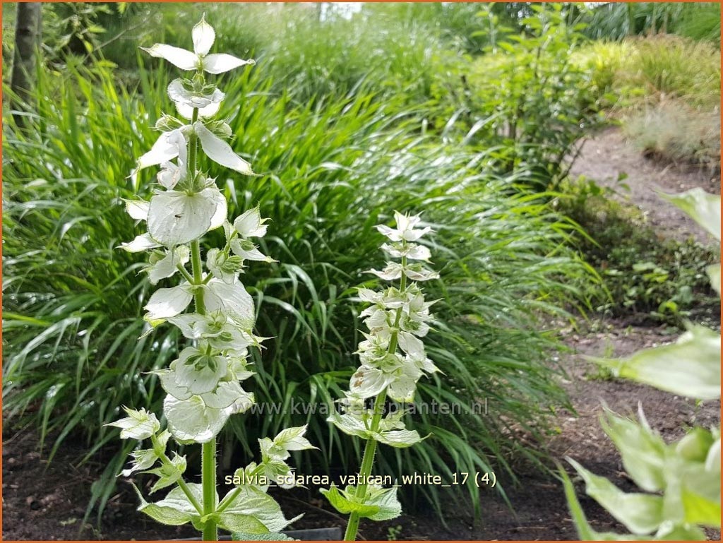 Salvia sclarea 'Vatican White'