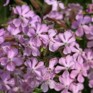 Saponaria lempergii 'Max Frei'