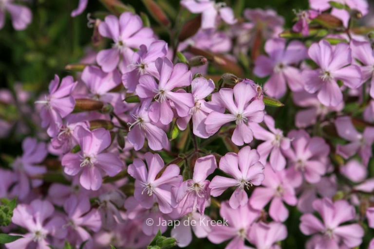 Saponaria lempergii 'Max Frei'