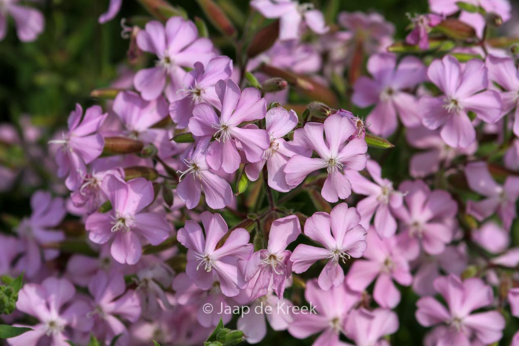 Saponaria lempergii 'Max Frei'