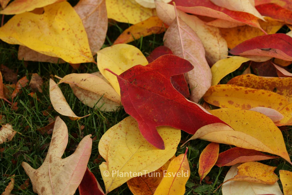 Sassafras albidum