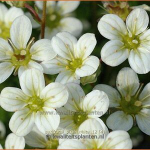Saxifraga arendsii 'Pixie White'