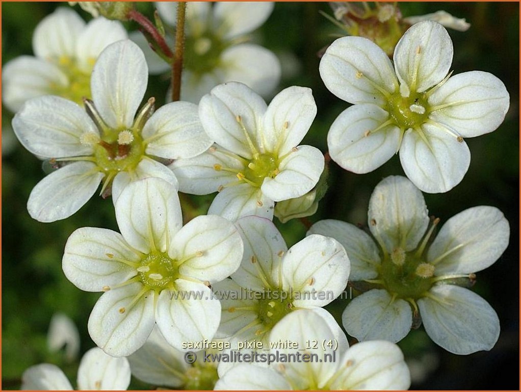 Saxifraga arendsii 'Pixie White'