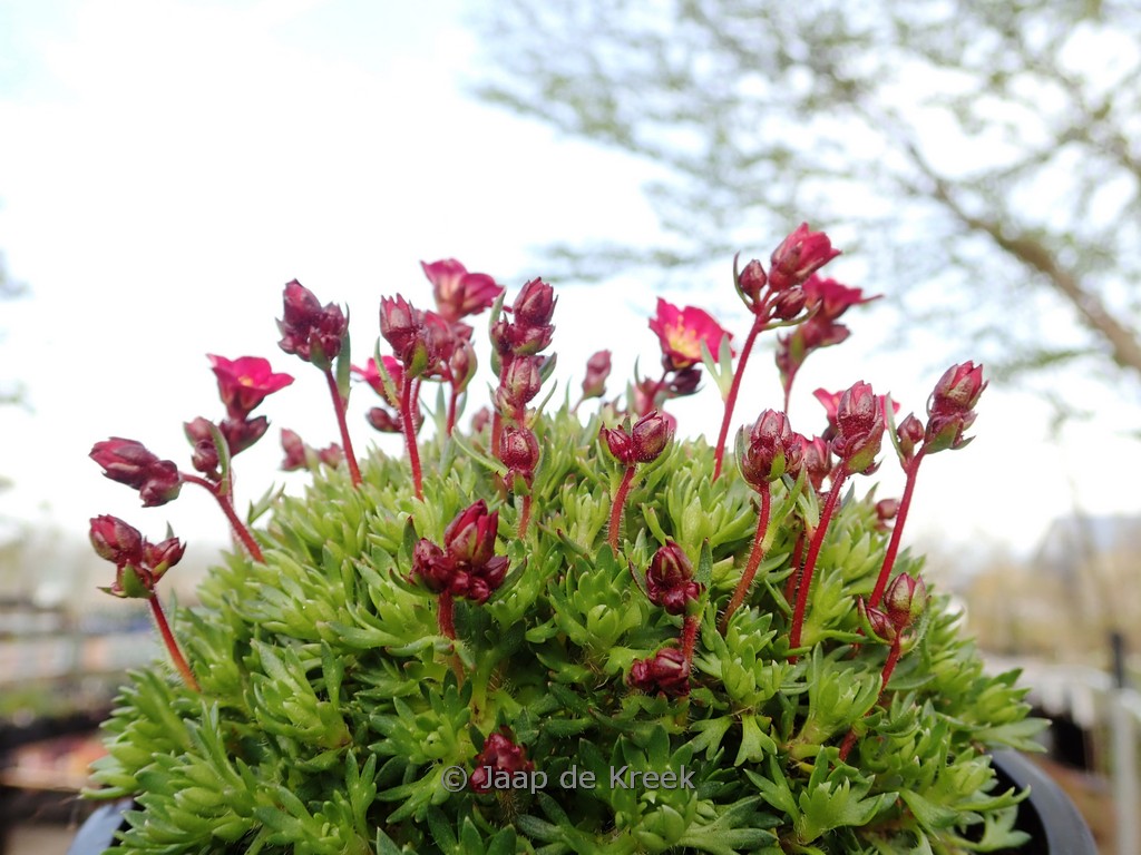 Saxifraga arendsii 'Pixie'