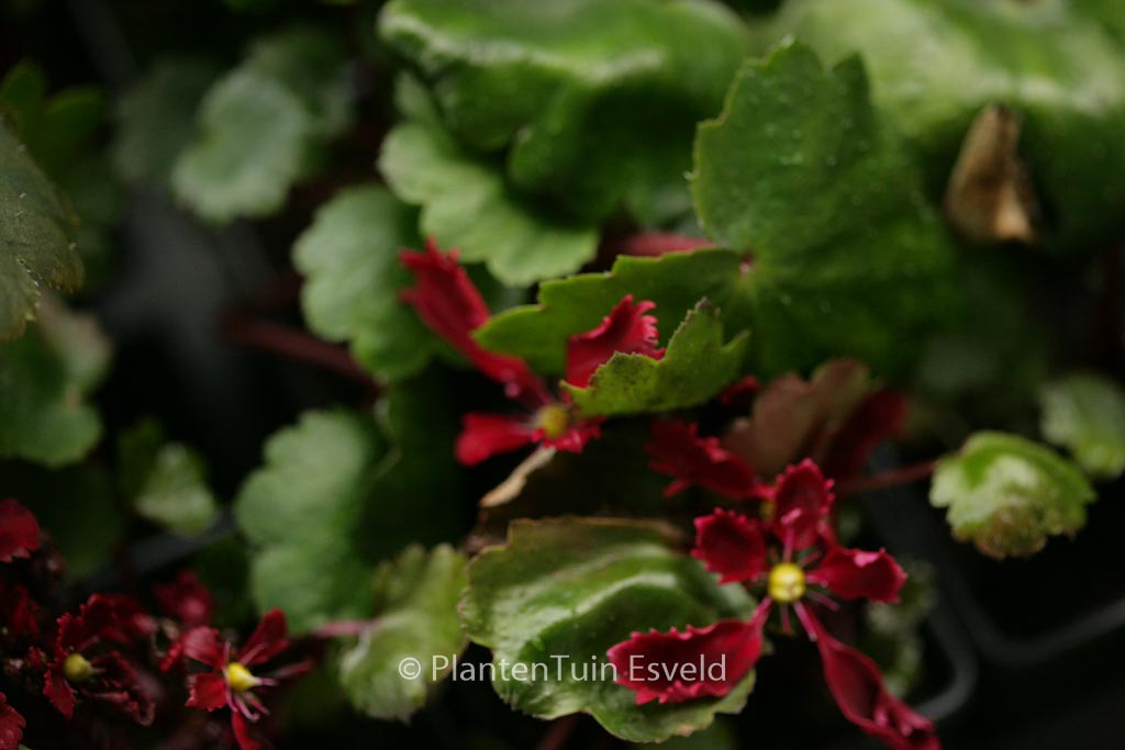 Saxifraga cortusifolia 'Beni-tsukasa'