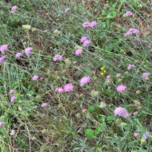 Scabiosa columbaria