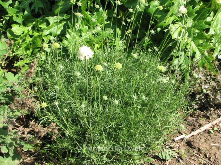 Scabiosa ochroleuca 'Moon Dance'