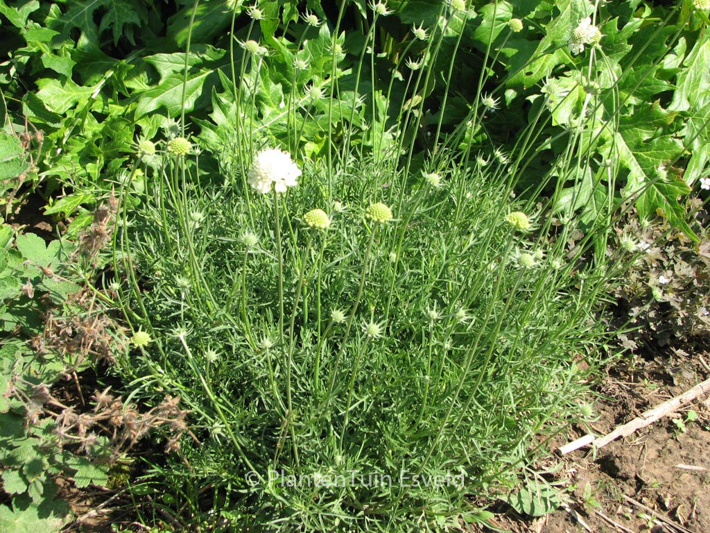 Scabiosa ochroleuca 'Moon Dance'