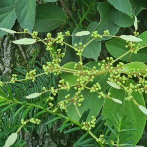 Schizophragma hydrangeoides 'Windmills'