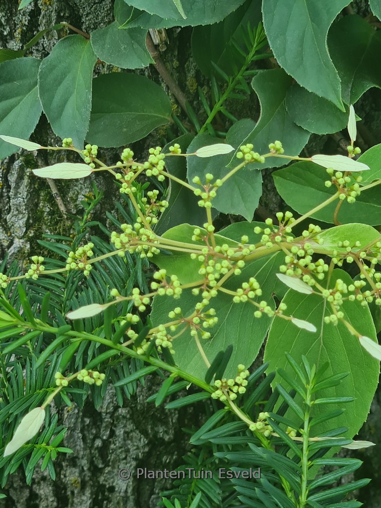 Schizophragma hydrangeoides 'Windmills'