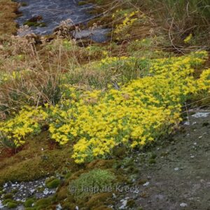 Sedum acre