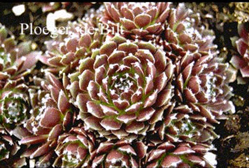 Sempervivum 'Silberkarneol'
