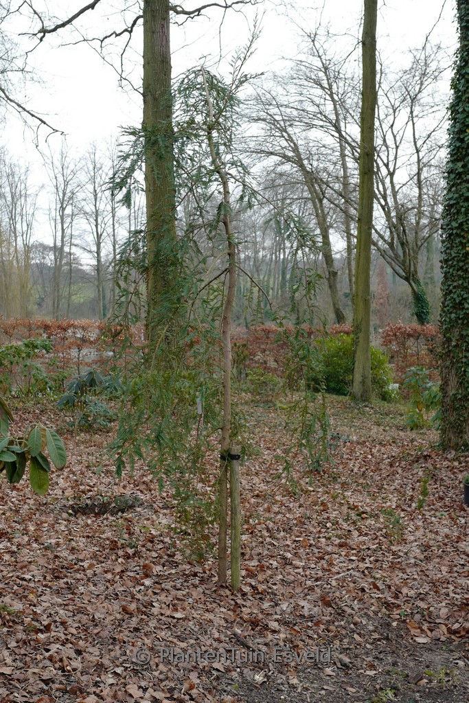 Sequoia sempervirens 'Pendula'
