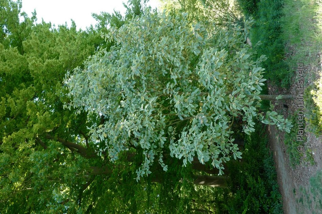 Sorbus aria 'Magnifica'