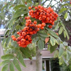 Sorbus arnoldiana 'Schouten'