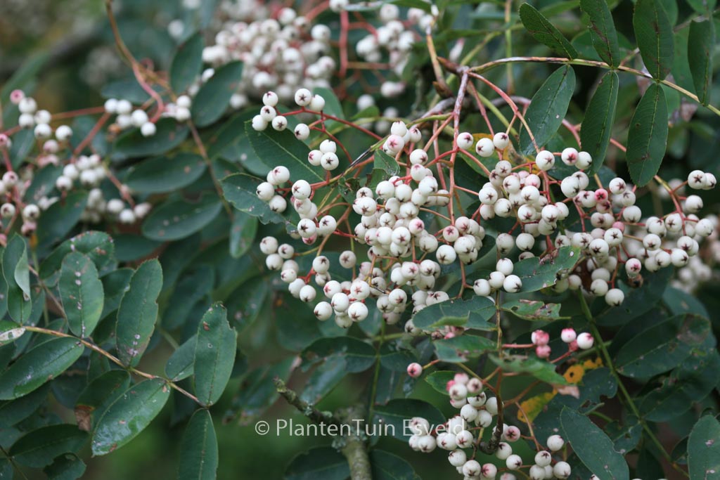 Sorbus hupehensis