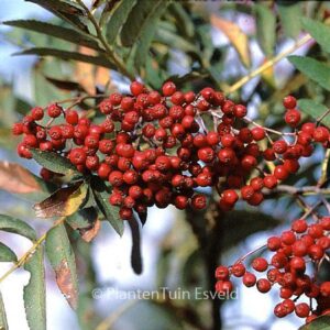 Sorbus insignis