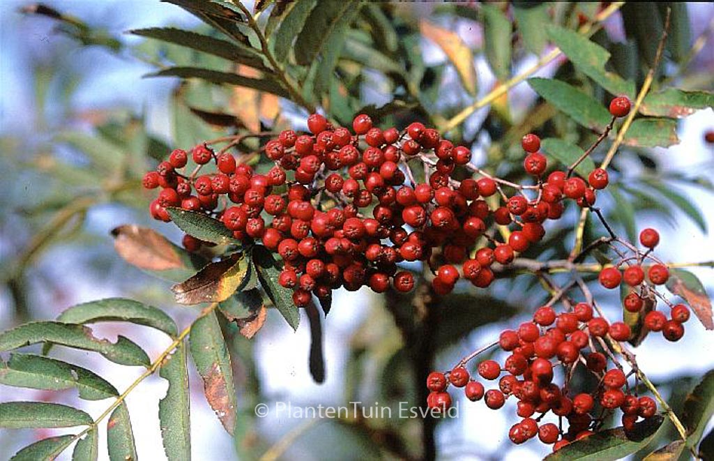Sorbus insignis