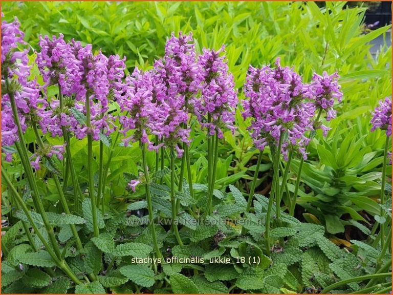 Stachys officinalis 'Ukkie'