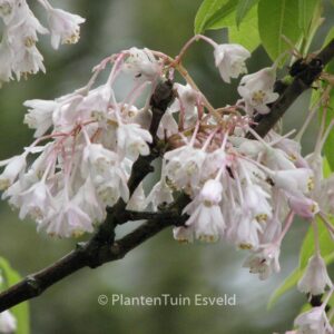Staphylea holocarpa 'Rosea'