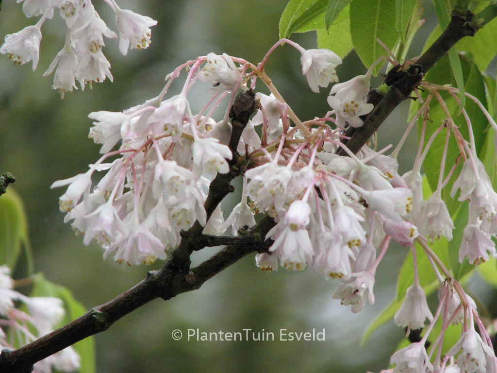 Staphylea holocarpa 'Rosea'