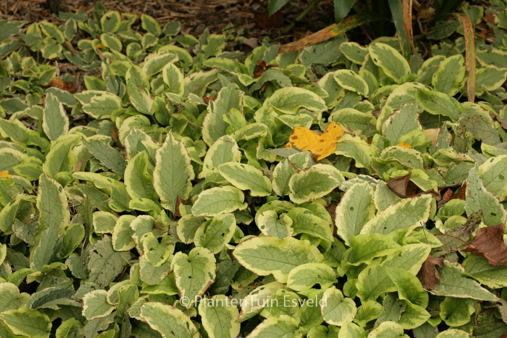 Symphytum grandiflorum 'Goldsmith'