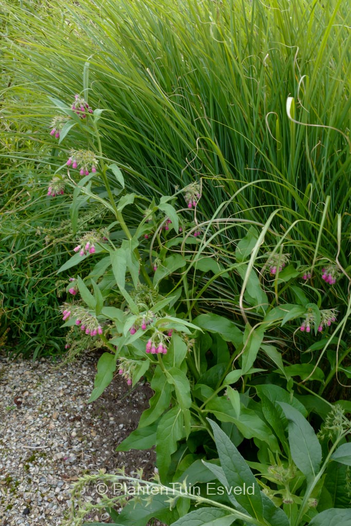Symphytum officinale 'Moulin Rouge'