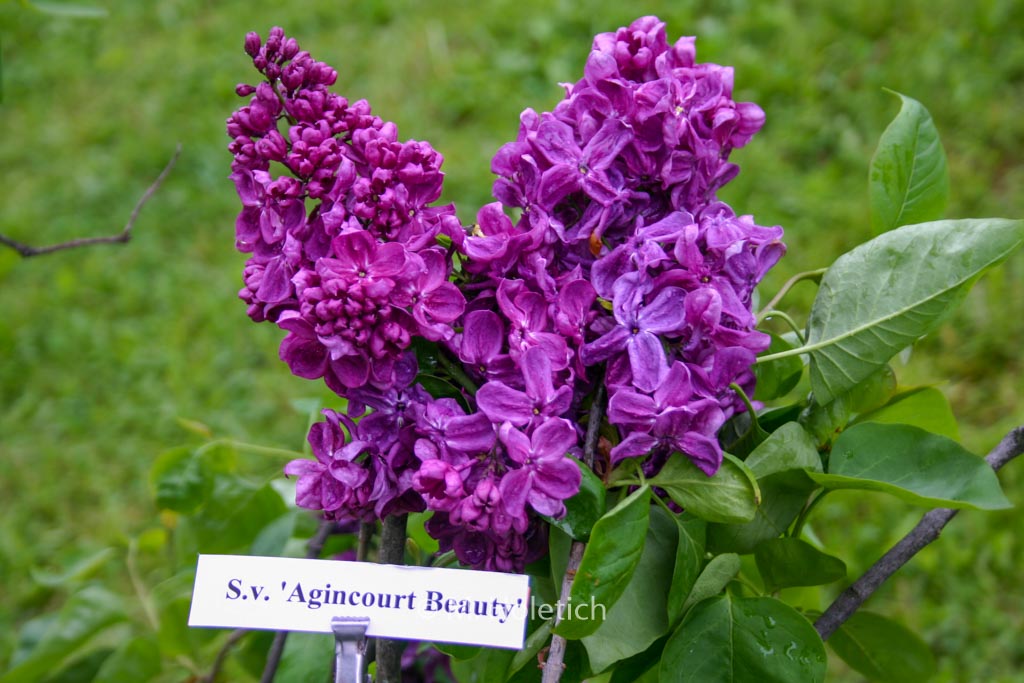 Syringa vulgaris 'Agincourt Beauty'