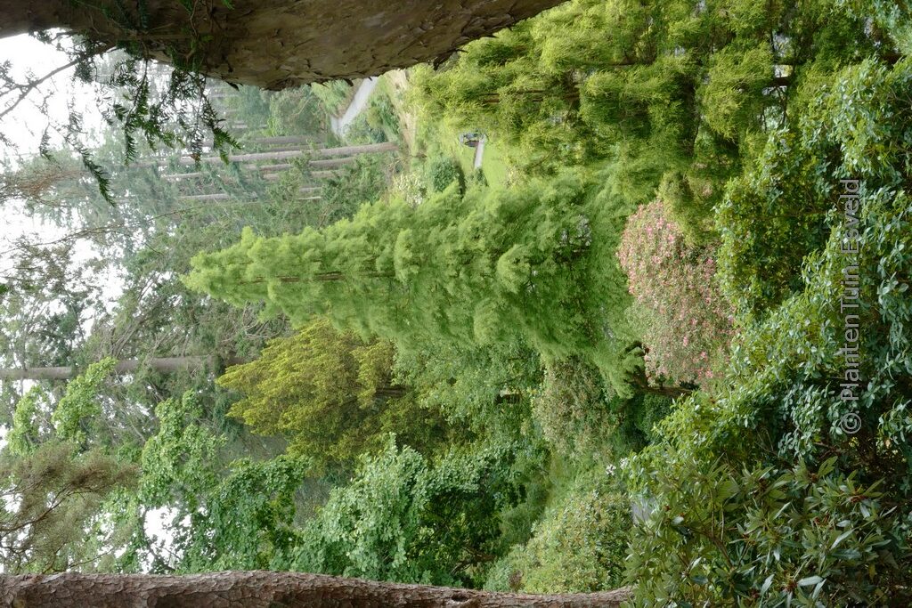 Taxodium distichum 'Nutans'