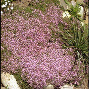 Thymus praecox pseudolanuginosus