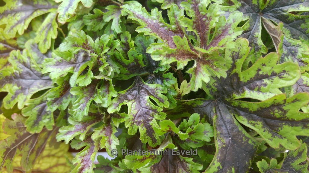 Tiarella 'Sylvan Lace'