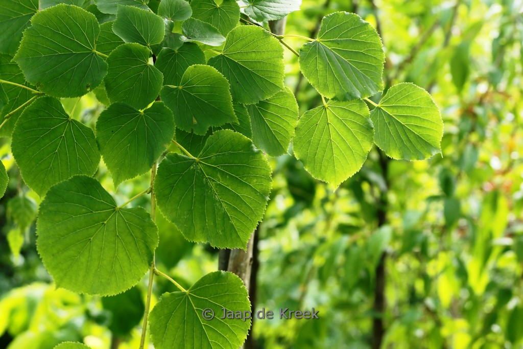 Tilia cordata 'Böhlje'