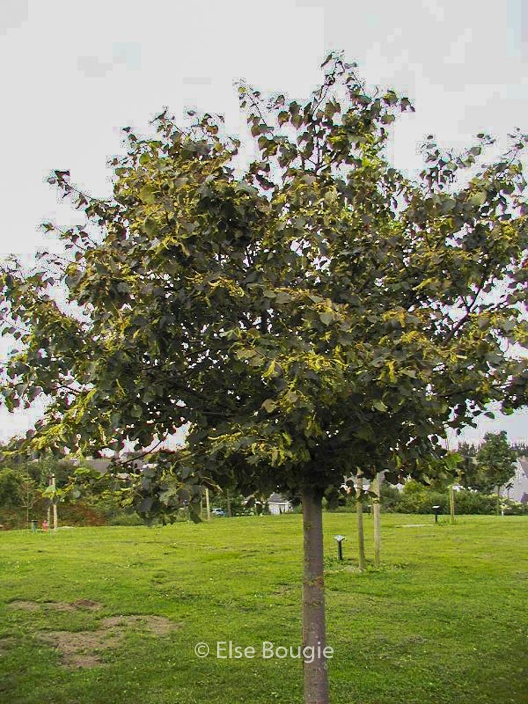 Tilia cordata 'Green Globe'