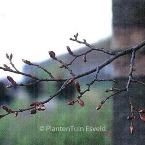 Tilia cordata 'Greenspire'