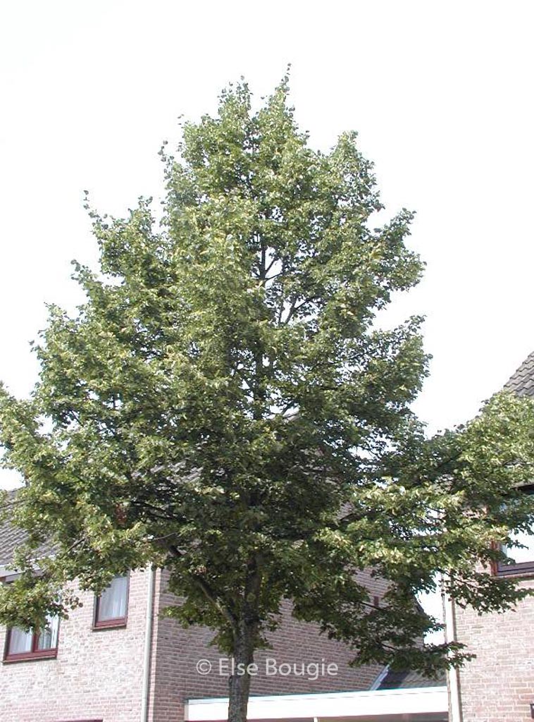 Tilia cordata 'Rancho'