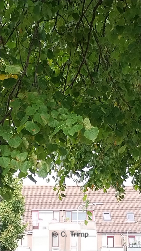 Tilia europaea 'Euchlora'
