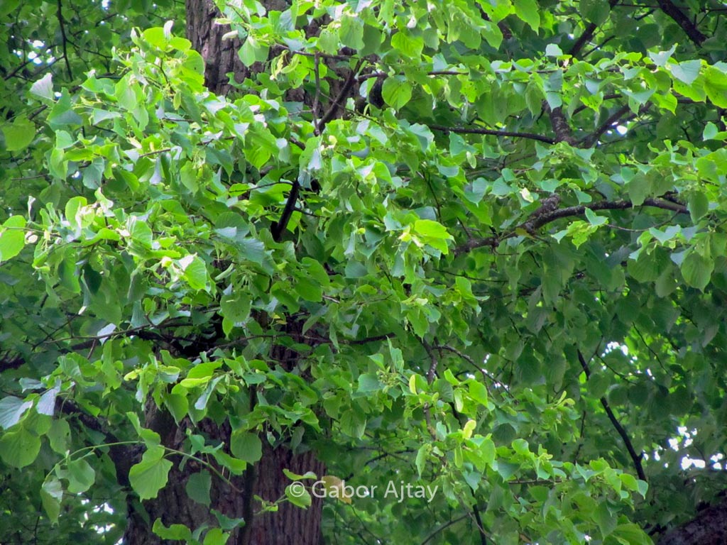 Tilia europaea 'Zwarte Linde'