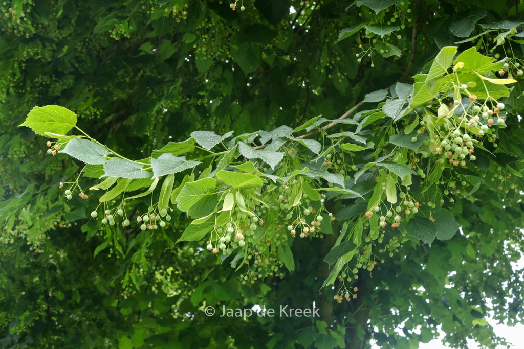 Tilia platyphyllos