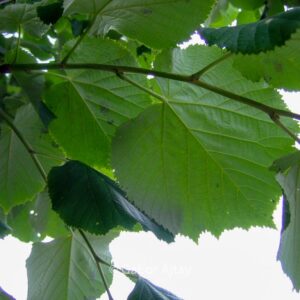 Tilia tomentosa 'Brabant'