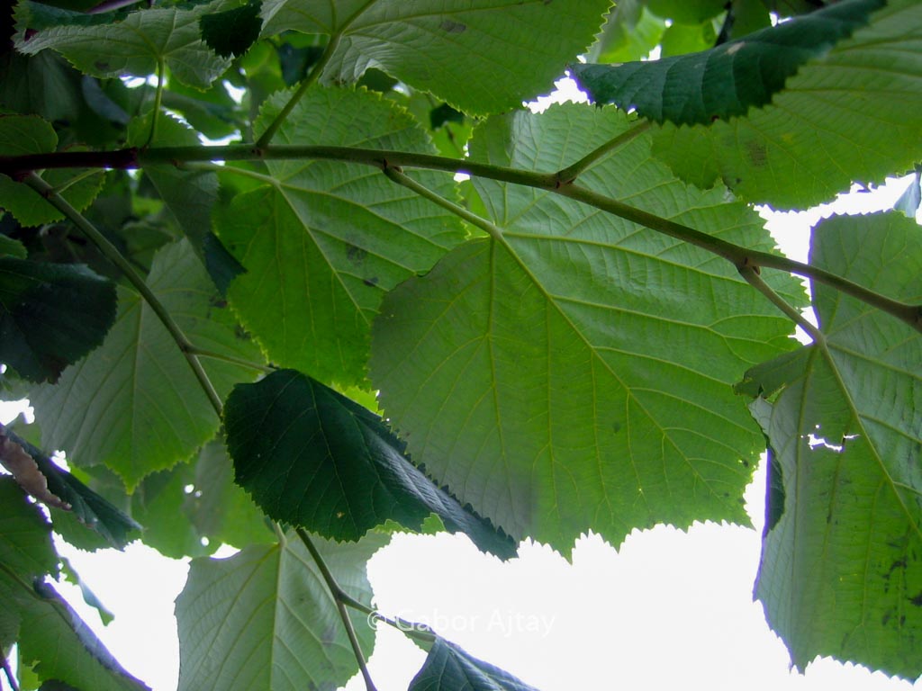 Tilia tomentosa 'Brabant'