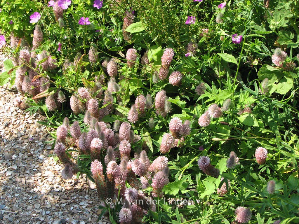 Trifolium repens 'Peach Pink'