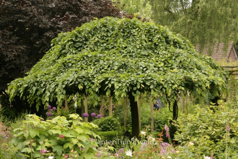 Ulmus 'Camperdownii'